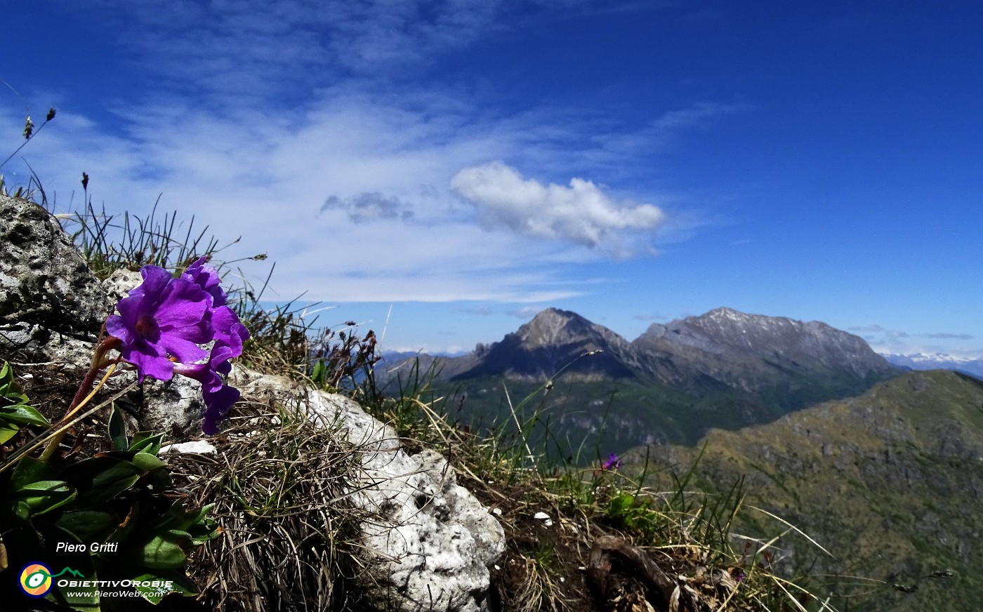 35 Primula di Lombardia con Grigne.JPG -                                